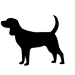Medium Breeds